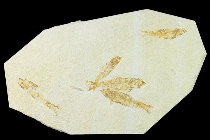 Fossil Fish (Knightia) Mortality Plate - Wyoming #136844